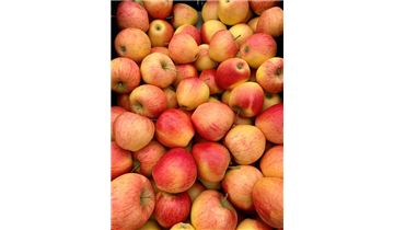 Gartenpflanzen Daepp Gartenpflanzen Daepp