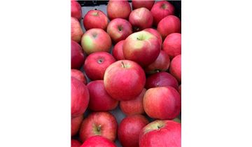 Gartenpflanzen Daepp