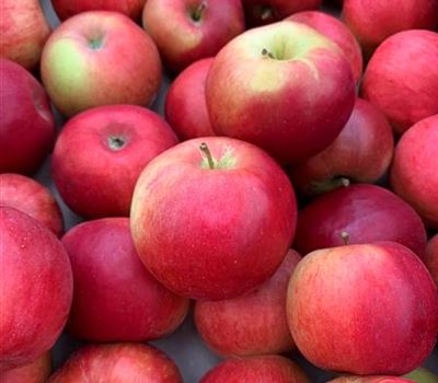 Malus domestica 'Idared'