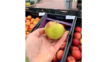 Gartenpflanzen Daepp