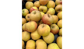 Gartenpflanzen Daepp