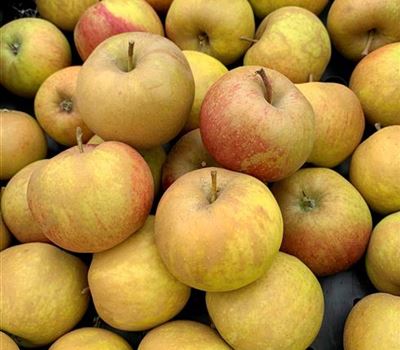 Malus domestica 'Schöner von Boskoop'