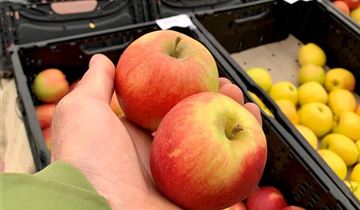 Zum Vergrößern klicken Bildvorschau