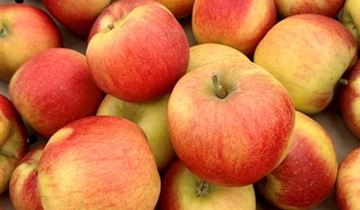 Zum Vergrößern klicken Bildvorschau