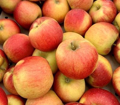 Malus domestica 'Elstar' Malus domestica 'Elstar'