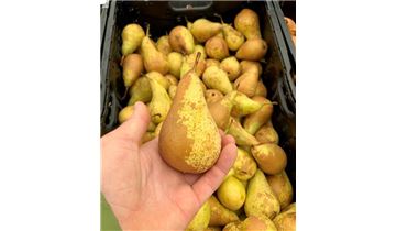 Gartenpflanzen Daepp Gartenpflanzen Daepp