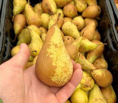 Pyrus communis 'Conférence' Pyrus communis 'Conférence'