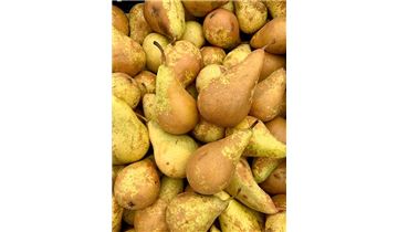 Gartenpflanzen Daepp Gartenpflanzen Daepp