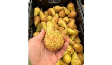 Gartenpflanzen Daepp Gartenpflanzen Daepp