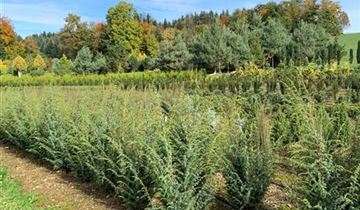 Zum Vergrößern klicken Bildvorschau