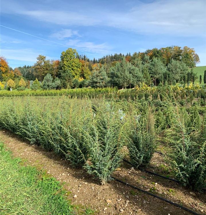 Gemeiner Wacholder Gemeiner Wacholder