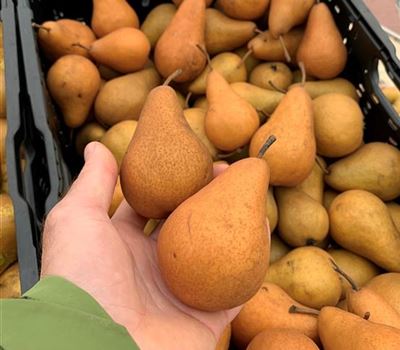 Pyrus communis 'Kaiser Alexander' (Bosc) Pyrus communis 'Kaiser Alexander' (Bosc)