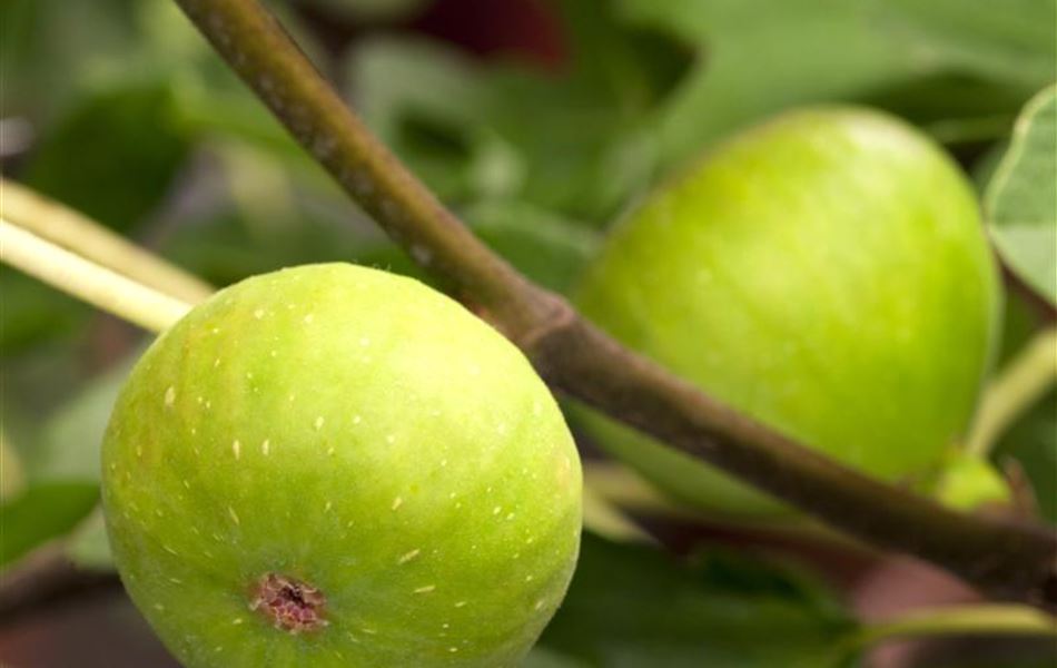 Ficus carica Ficus carica