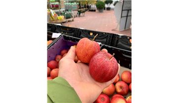 Gartenpflanzen Daepp