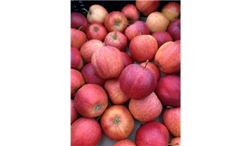 Gartenpflanzen Daepp