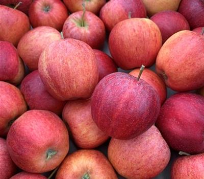 Malus domestica 'Gala Galaxy''