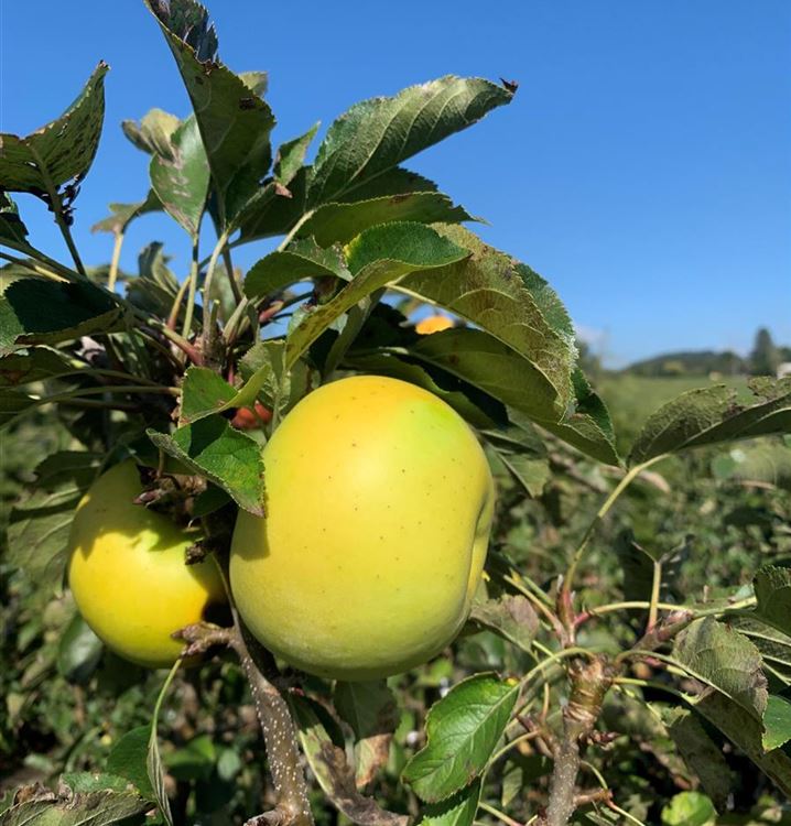 Säulenapfel Säulenapfel
