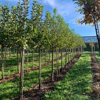 Solitär Hochstamm Obst Freiland.jpg Solitär Hochstamm Obst Freiland.jpg