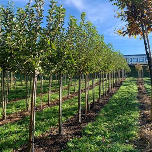 Hochstamm Obstbäume in Solitär-Qualität