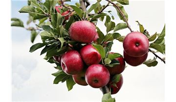 Gartenpflanzen Daepp