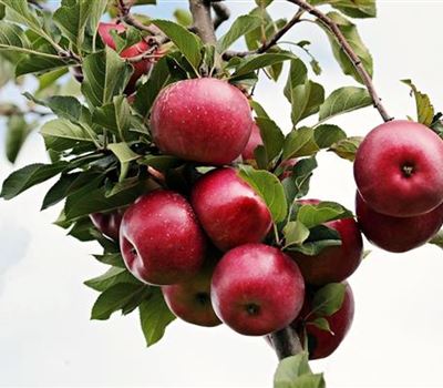 Malus domestica 'Spartan'