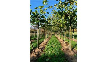 Gartenpflanzen Daepp