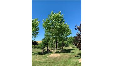 Gartenpflanzen Daepp Gartenpflanzen Daepp