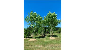 Gartenpflanzen Daepp Gartenpflanzen Daepp