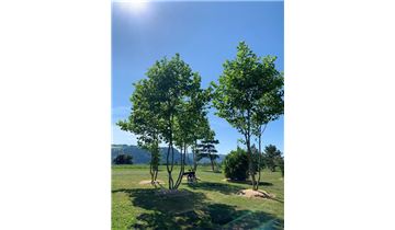 Gartenpflanzen Daepp Gartenpflanzen Daepp