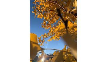 Gartenpflanzen Daepp Gartenpflanzen Daepp