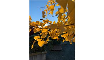 Gartenpflanzen Daepp Gartenpflanzen Daepp