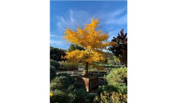 Gartenpflanzen Daepp Gartenpflanzen Daepp