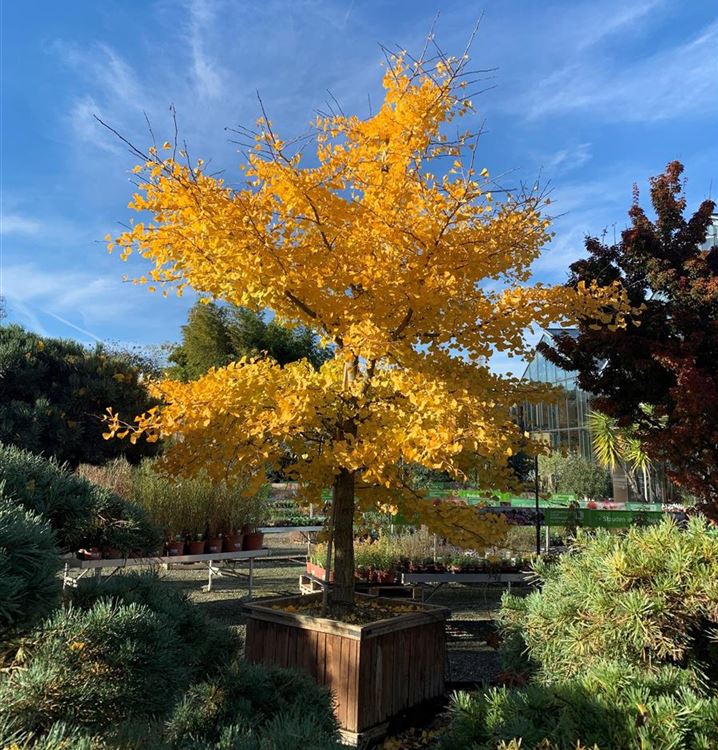 Fächerblattbaum 'Autumn Gold' Fächerblattbaum 'Autumn Gold'