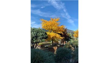 Gartenpflanzen Daepp Gartenpflanzen Daepp