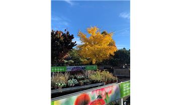 Gartenpflanzen Daepp Gartenpflanzen Daepp