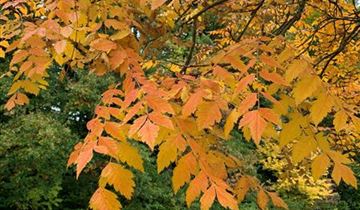 Zum Vergrößern klicken Bildvorschau