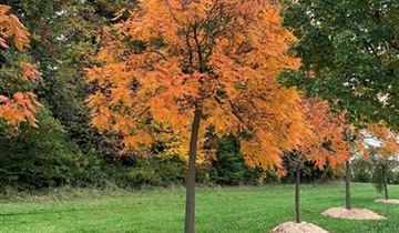 Zum Vergrößern klicken Bildvorschau