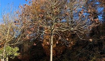 Zum Vergrößern klicken Bildvorschau