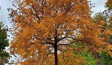 Zum Vergrößern klicken Bildvorschau