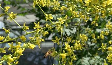 Zum Vergrößern klicken Bildvorschau