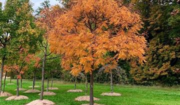 Zum Vergrößern klicken Bildvorschau