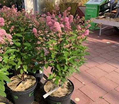 Ceanothus pallidus (x) 'Marie Simon' Ceanothus pallidus (x) 'Marie Simon'