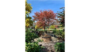 Gartenpflanzen Daepp Gartenpflanzen Daepp