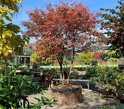 Amelanchier lamarckii Mehrstämmiger Solitär