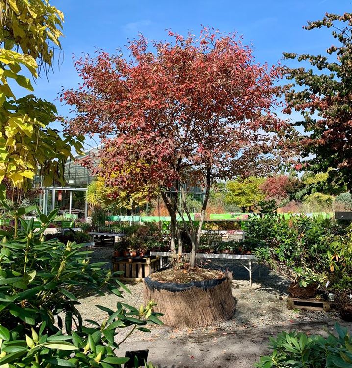 Kupfer-Felsenbirne Kupfer-Felsenbirne