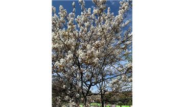 Gartenpflanzen Daepp Gartenpflanzen Daepp