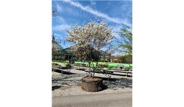 Gartenpflanzen Daepp Gartenpflanzen Daepp