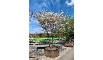 Gartenpflanzen Daepp Gartenpflanzen Daepp