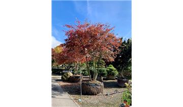 Gartenpflanzen Daepp