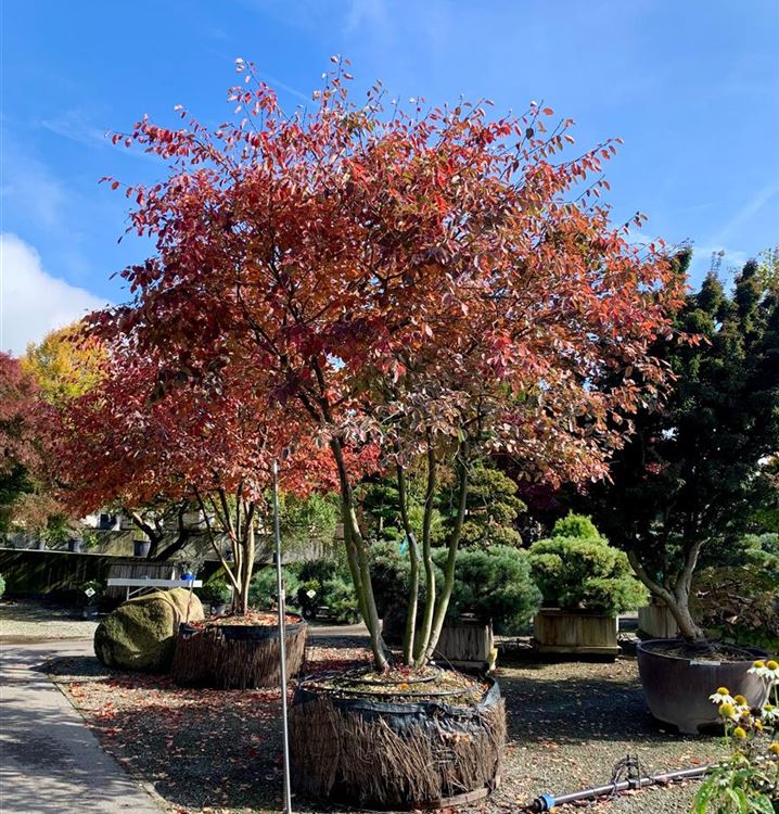 Kupfer-Felsenbirne Kupfer-Felsenbirne